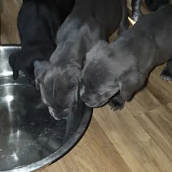 Corso puppies