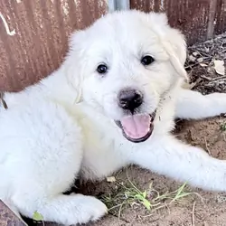 Puppies