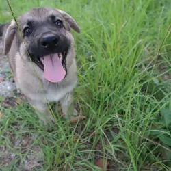 German Shepherd Puppies