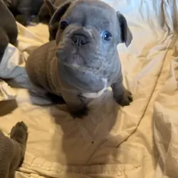 French Bulldog ****ON HOLD****