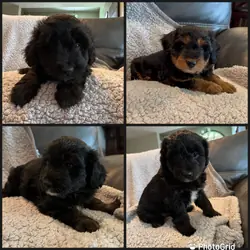 Mini Aussiedoodles