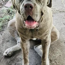 3 year old Neapolitan Mastiff Female For Sale