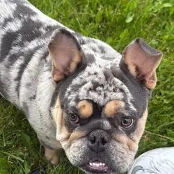 English bulldog