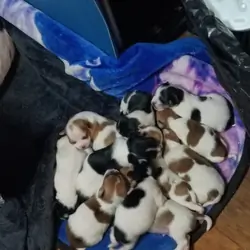 Chihuahua puppies