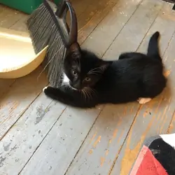Free kittens to a good home