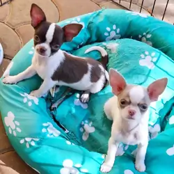 Two Chihuahua puppies