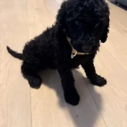 Goldendoodle