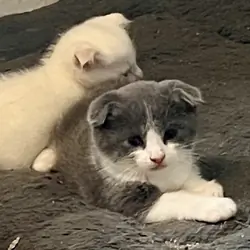 Kittens