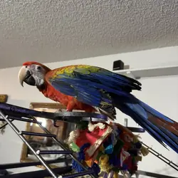 Red Camelot Macaw. Hatched 01-08-2026 Female$4500.