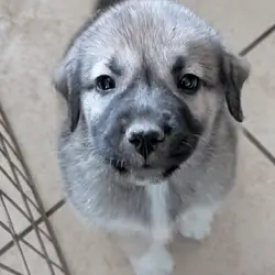 Anatolian Pyrenees puppies