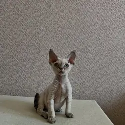 Male Devon Rex