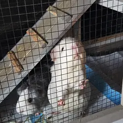 Guinea pigs