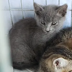 Kitten give away