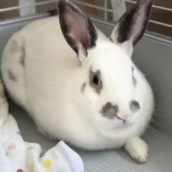 Hoptart