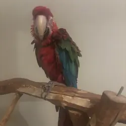 Female Greenwing MACAW