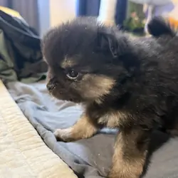 Pomeranian Puppies 6 weeks old