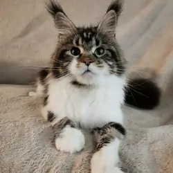 Maine Coon female