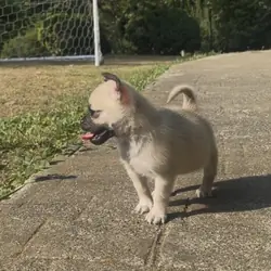 Pug mix Puppy