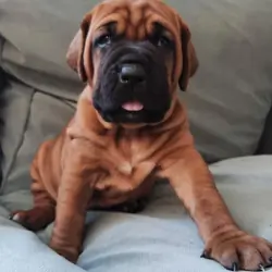 Healthy Tosa Puppy