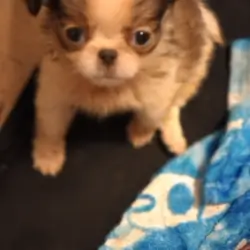French Bulldog and Japanese Chin mix