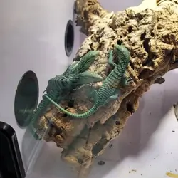 Emerald tree monitors