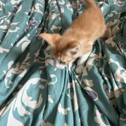 Kitties