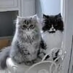 Persian Kittens male and female