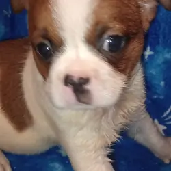 French Bulldog mix