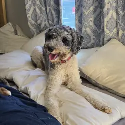 Poodle mix