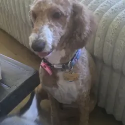 Goldendoodle 3 yrs old.