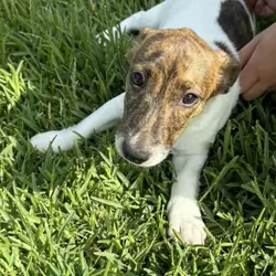 Litter of 6 Jack Russel Puppies