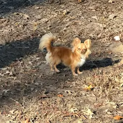 Long-haired teacup Chihuahua ckc