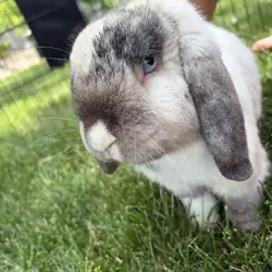 Bunny