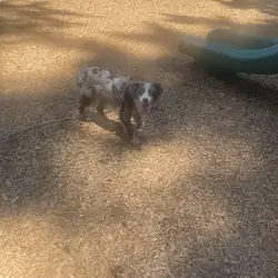 Aussie