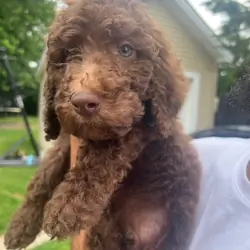 Goldendoodles