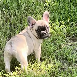 Female French bulldog