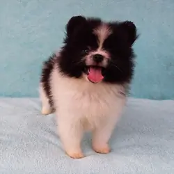Parti-color Teddy Bear Pomeranian Puppy Male