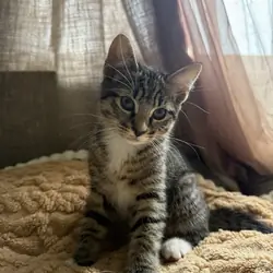2.5 mo Kitten(s)