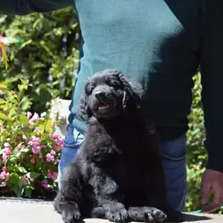 Newfoundland Puppy