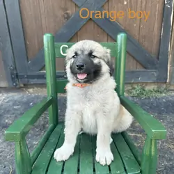 Anatolian Shepherd