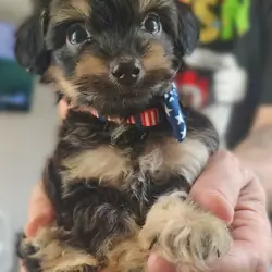 Tea cup Yorkie mix