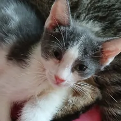 Russian Blue, mixed kitten