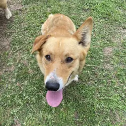 Corgi