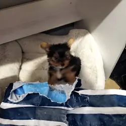 Yorkie male pup