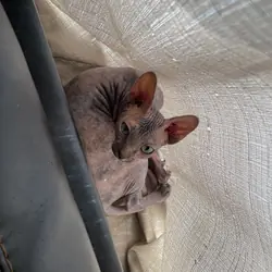 Sphynx