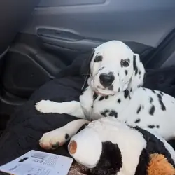 Trained Dalmatian puppy