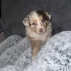 Australian Shepherds