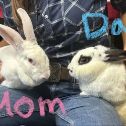 New Zealand / Rex cross rabbits