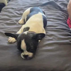 Frenchtons