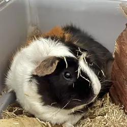 Guinea pig